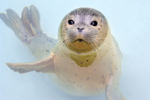 Adopt a Seal Poster Seal "Garnett"